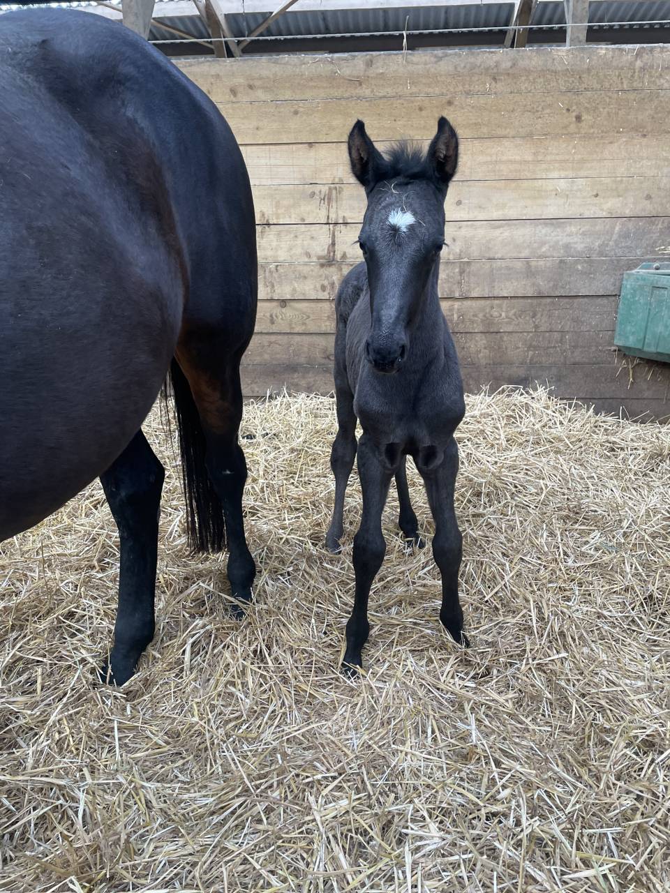 ZONIK PLUS foal m&acirc;le 2026 &agrave; r&eacute;server