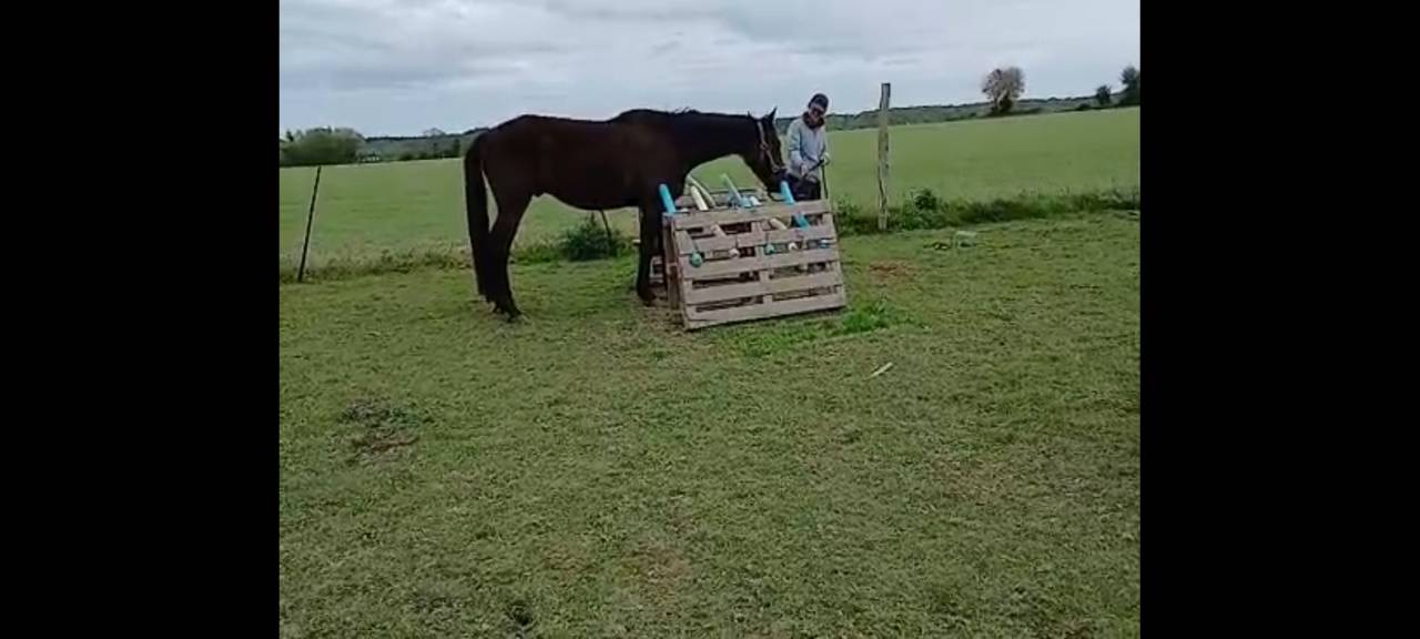 Hongre tf noir de 5 ans