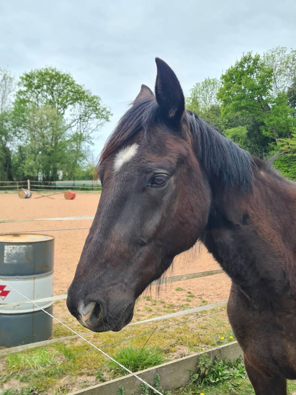 Hongre tf noir de 5 ans