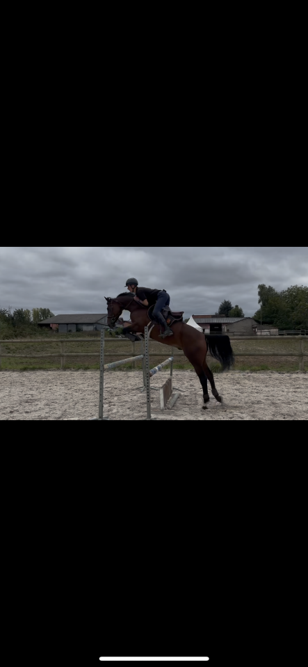 Hongre de 8ans &agrave; vendre 