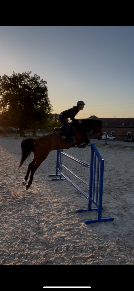 Hongre de 8ans &agrave; vendre 