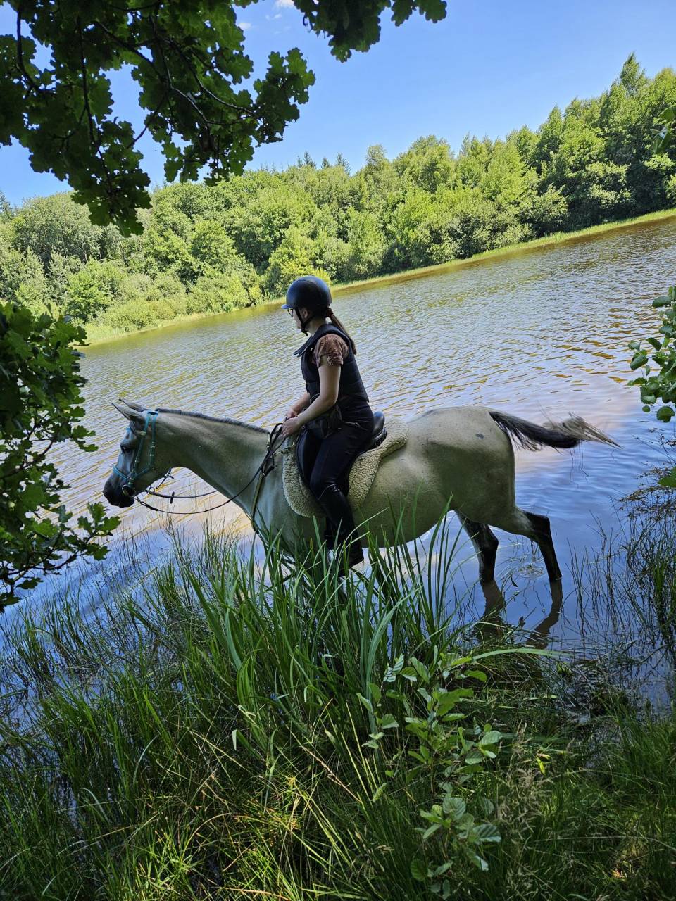 2 Juments arabes par OSBORN **** (SADEPERS)