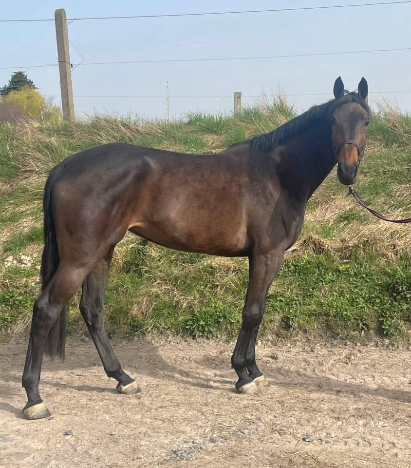 Showtime &mdash; Jument KWPN, 4 ans