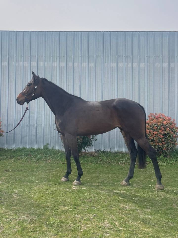 Showtime &mdash; Jument KWPN, 4 ans