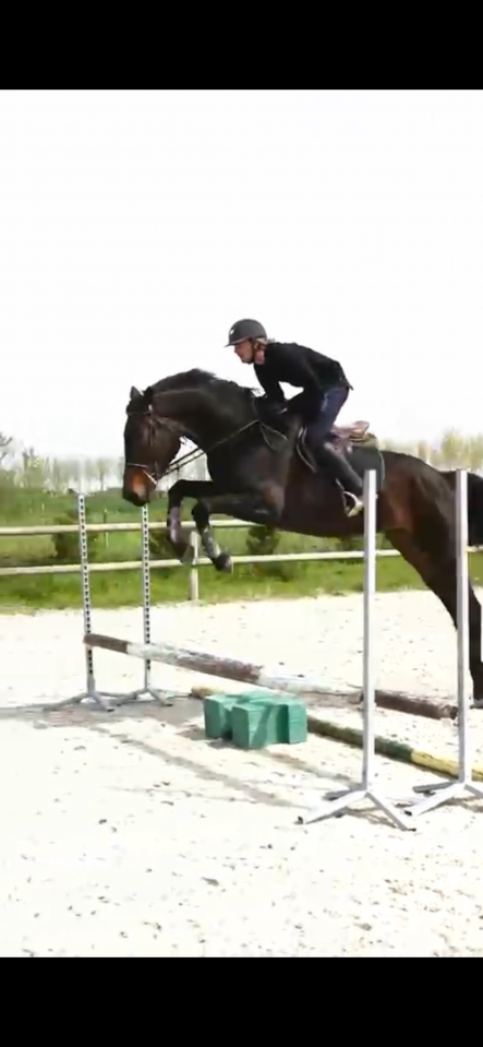 Showtime &mdash; Jument KWPN, 4 ans