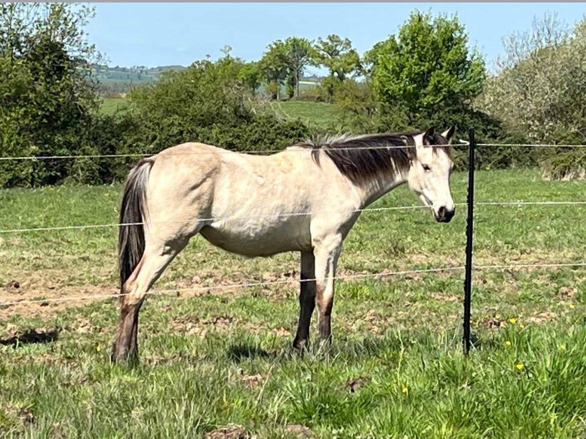 Superbe pouliche &agrave; la g&eacute;n&eacute;tique 5*