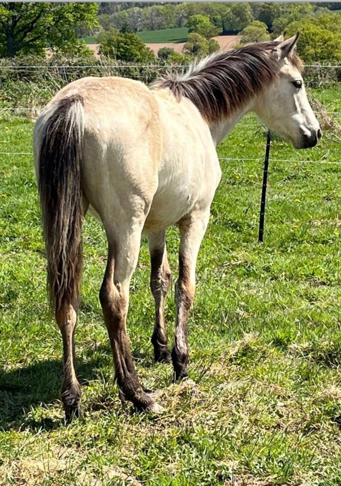 Superbe pouliche &agrave; la g&eacute;n&eacute;tique 5*