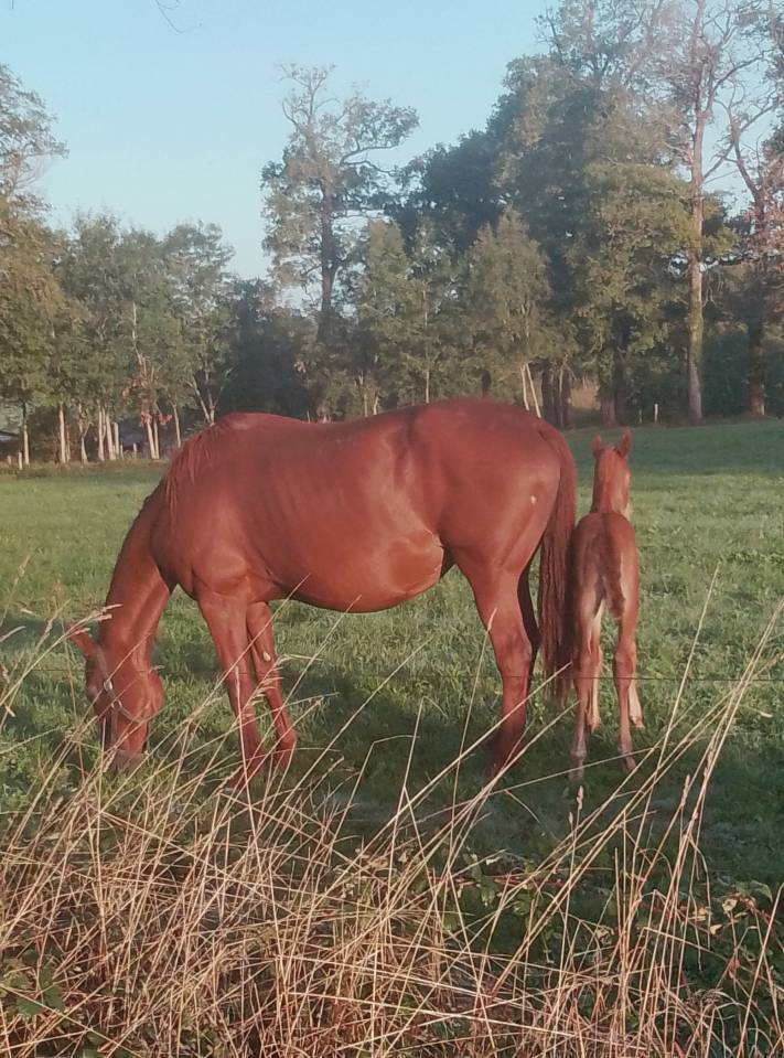 Poulini&egrave;re 14 ans