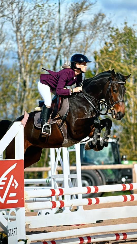 Cheval bai fonc&eacute; de 5 ans 