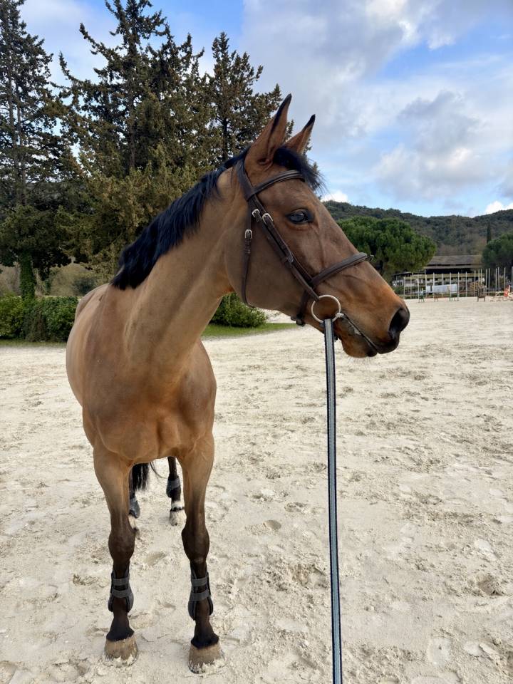 Jument &agrave; vendre de 9 ans par Kannan !