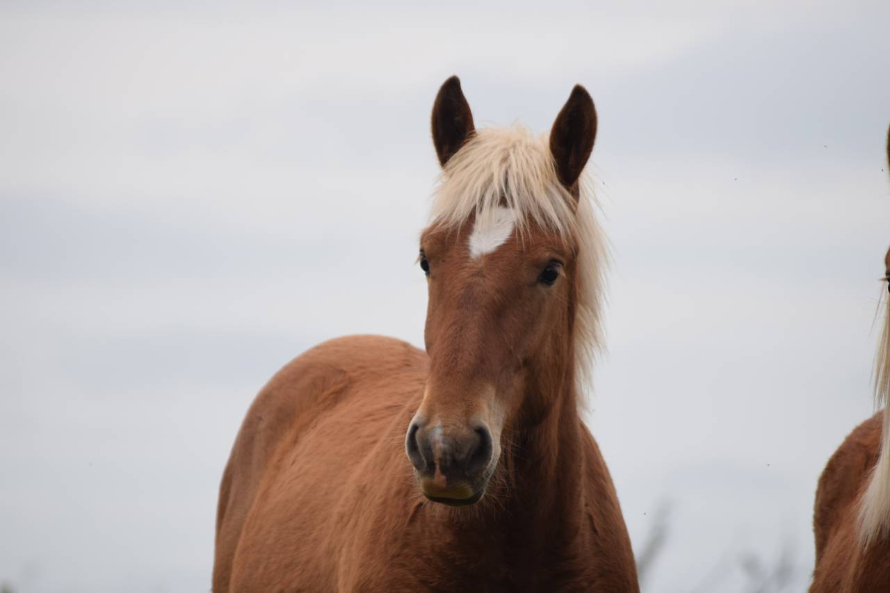 Poulain trait comtois de 1 ans 
