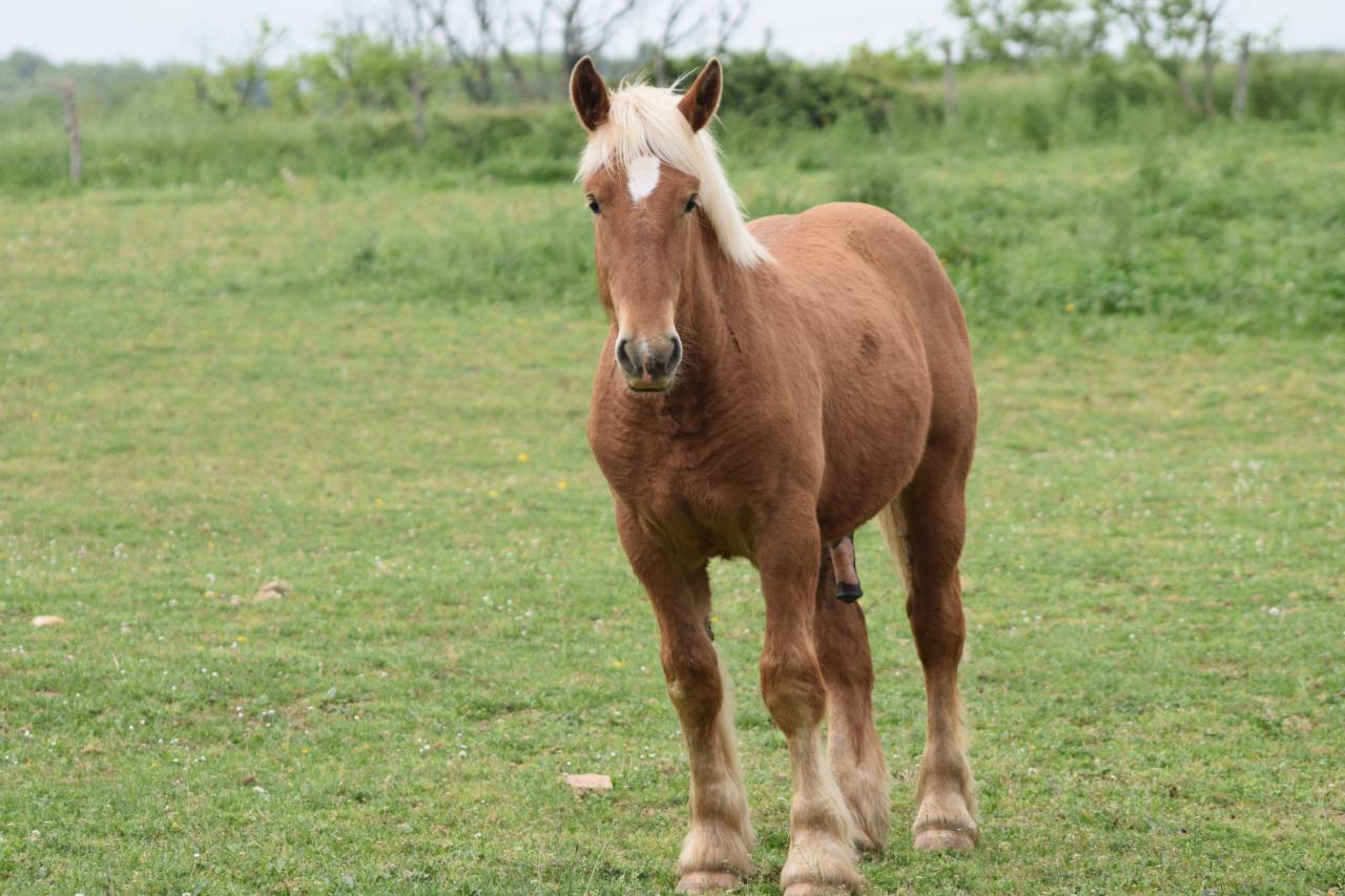 Poulain trait comtois de 1 ans 