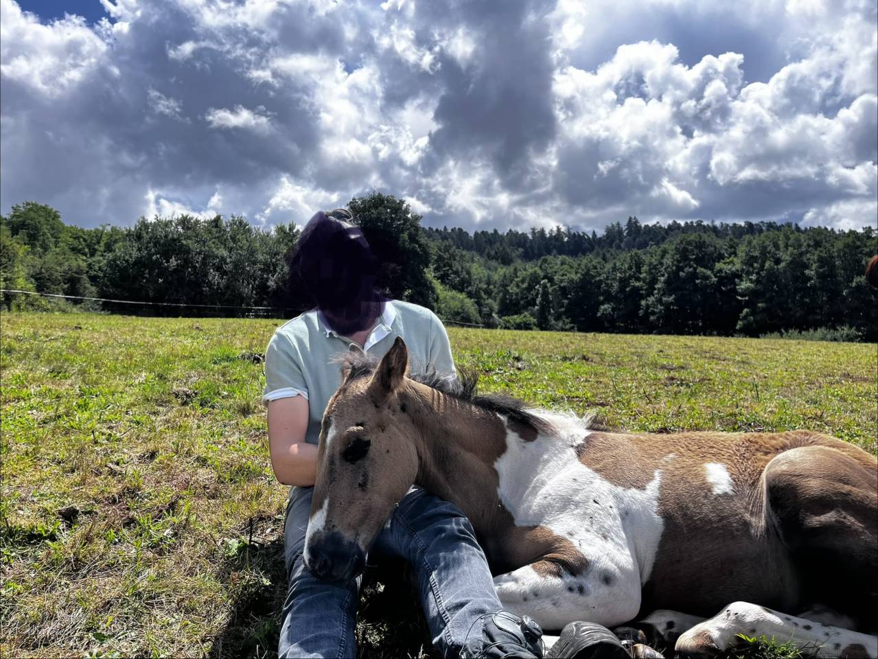 Poulain PP Paint Horse 