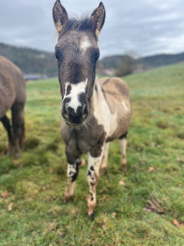 Poulain PP Paint Horse 