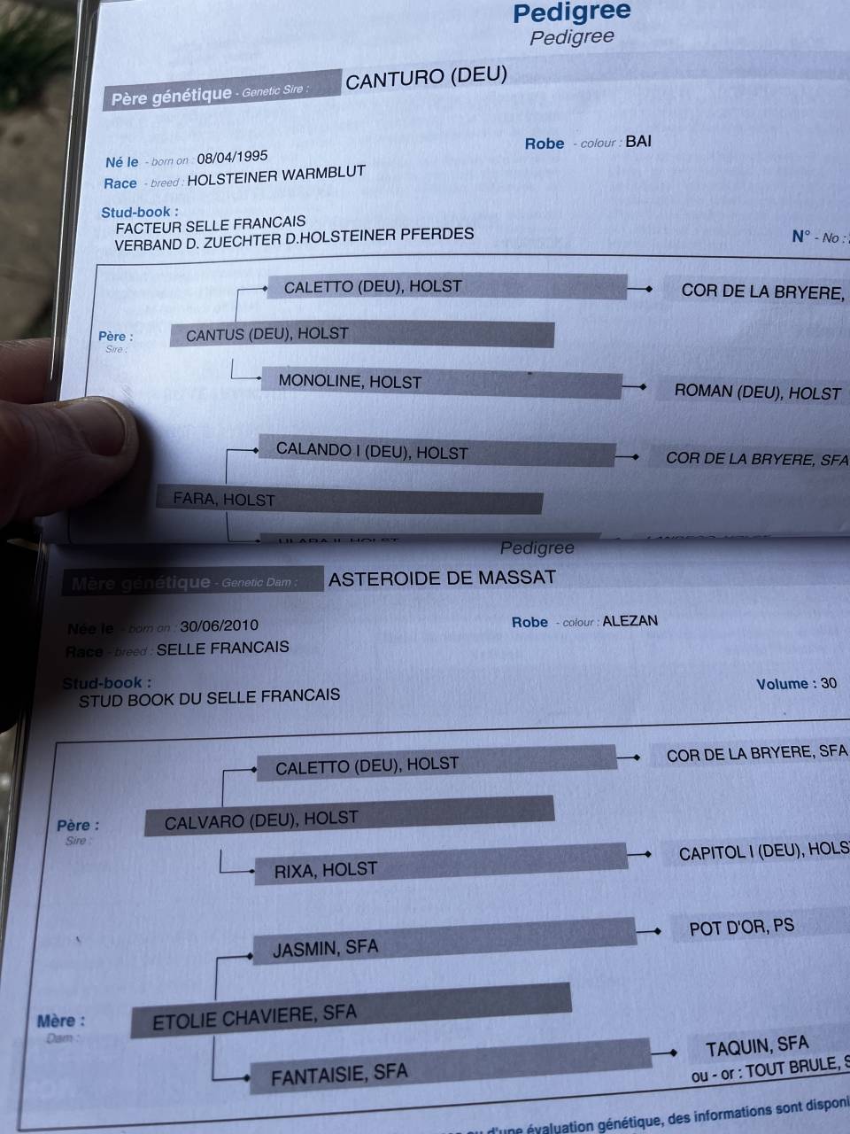 Jument de 5ans canturo x calvaro