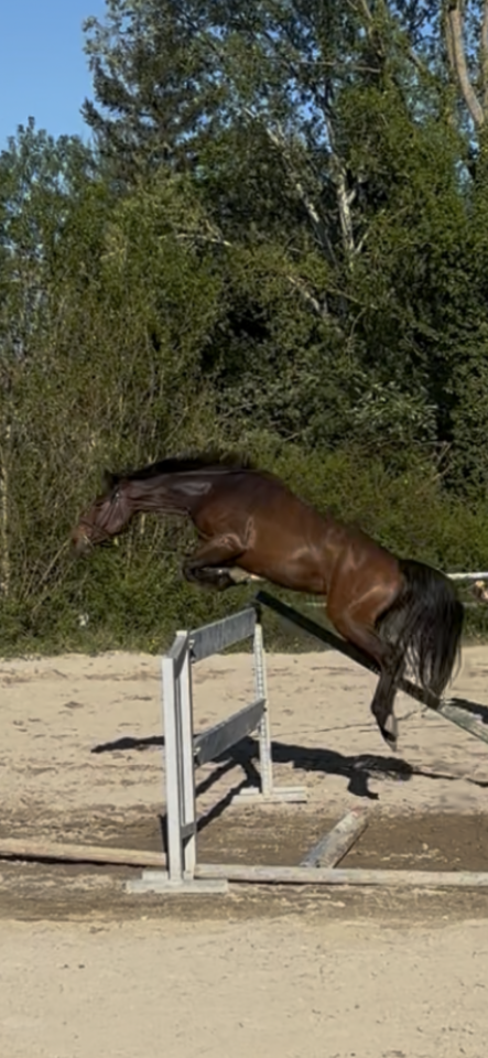 Jument de 5ans canturo x calvaro