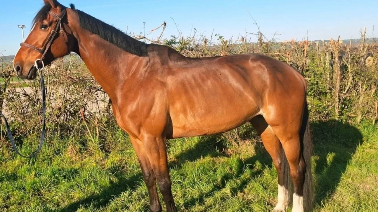 Jument d&rsquo;amateur