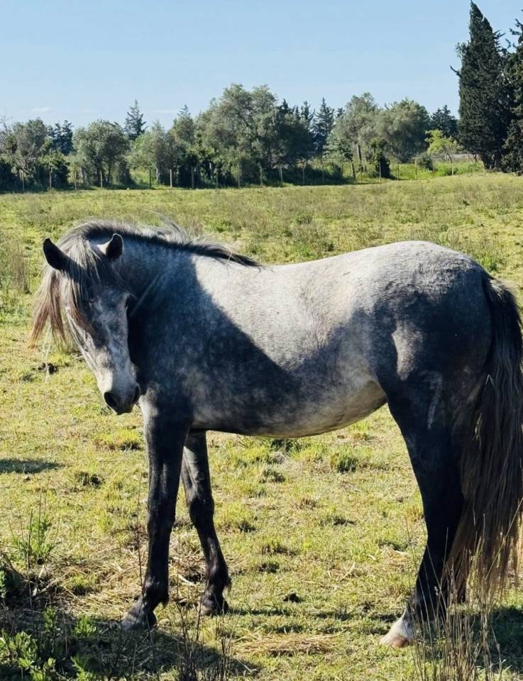 Pouliche Camargue PP