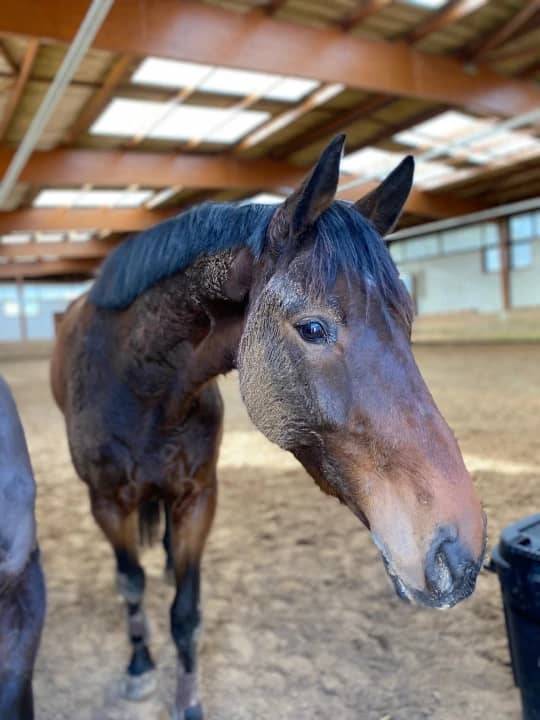 Chic hongre bai brun de 4 ans 