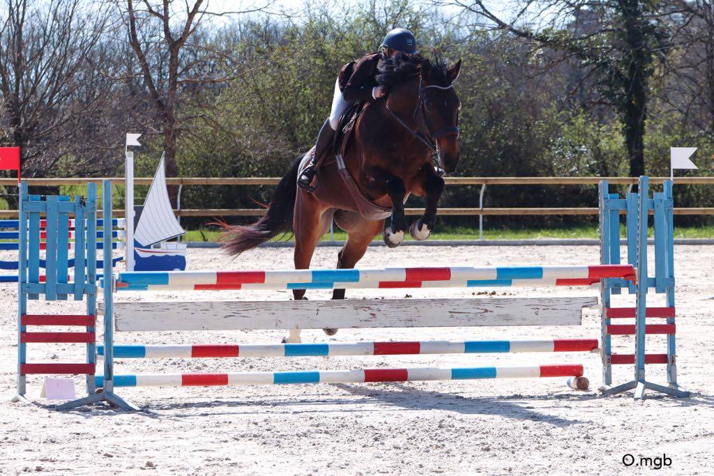 SELLE FRAN&Ccedil;AIS HONGRE 5 ANS 