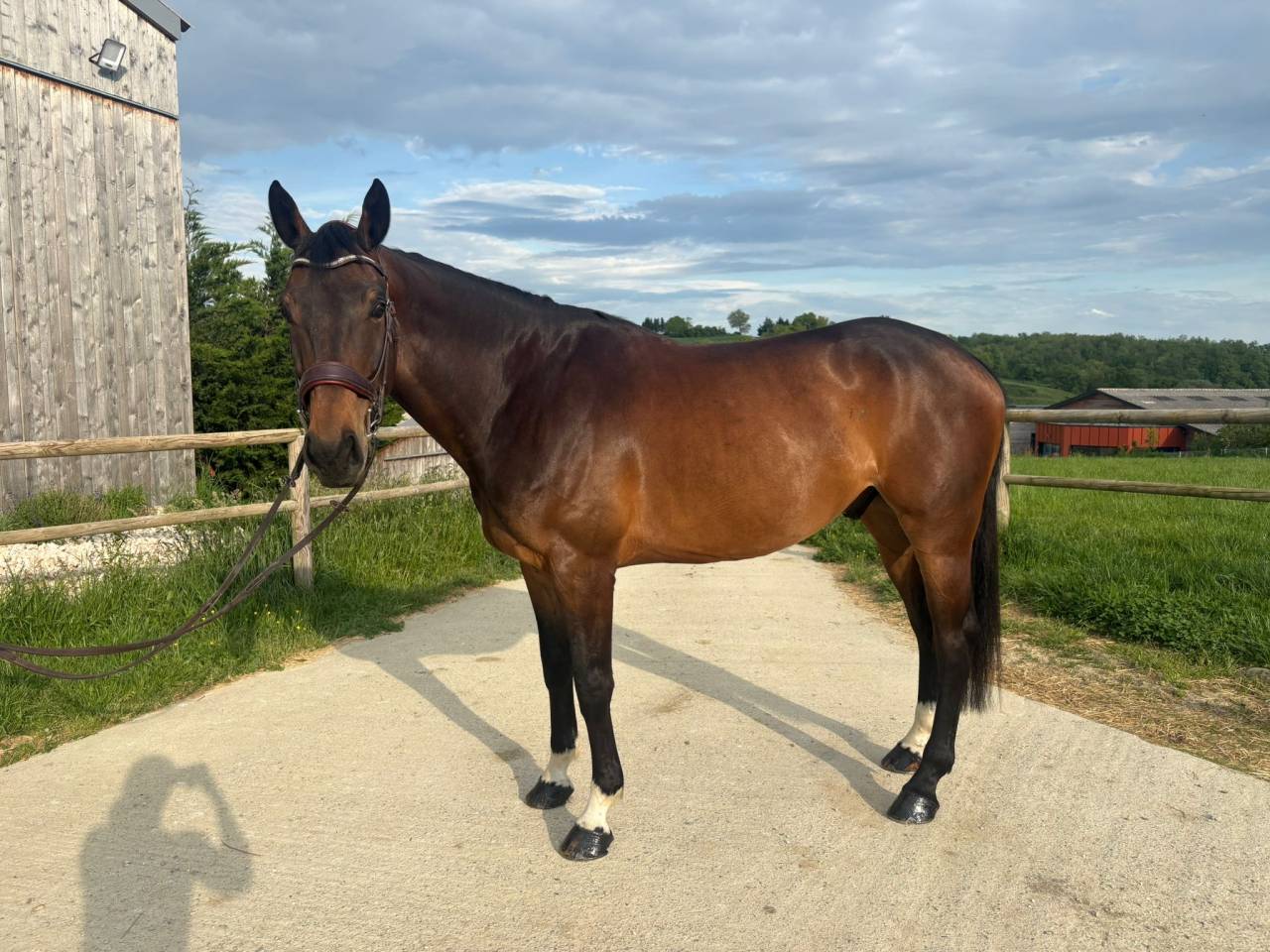 SELLE FRAN&Ccedil;AIS HONGRE 5 ANS 