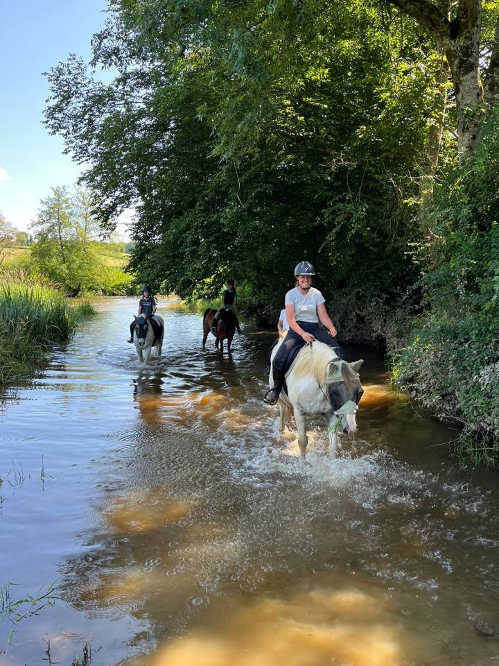 A vendre DJANGO hongre 7 ans 