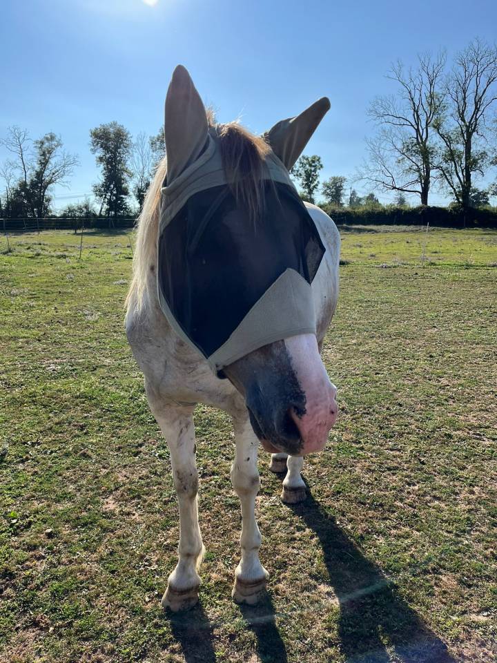 A vendre DJANGO hongre 7 ans 