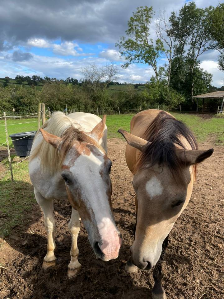 A vendre DJANGO hongre 7 ans 