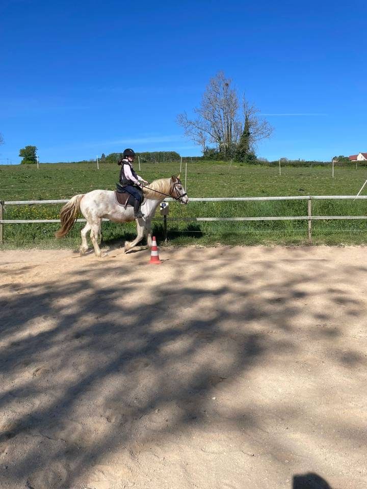 A vendre DJANGO hongre 7 ans 