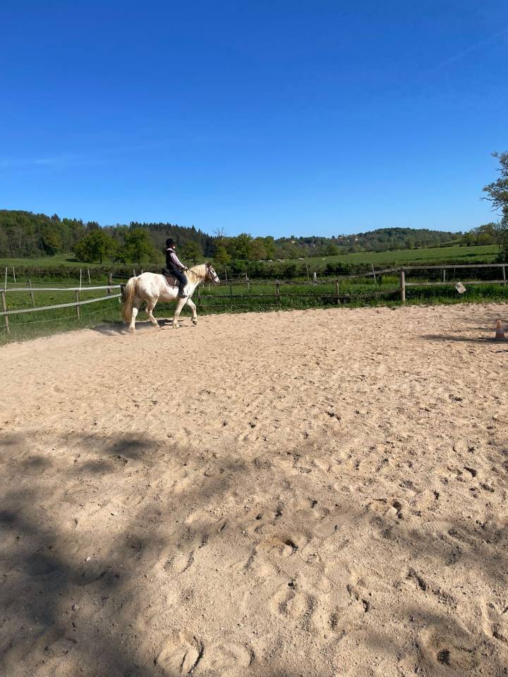 A vendre DJANGO hongre 7 ans 