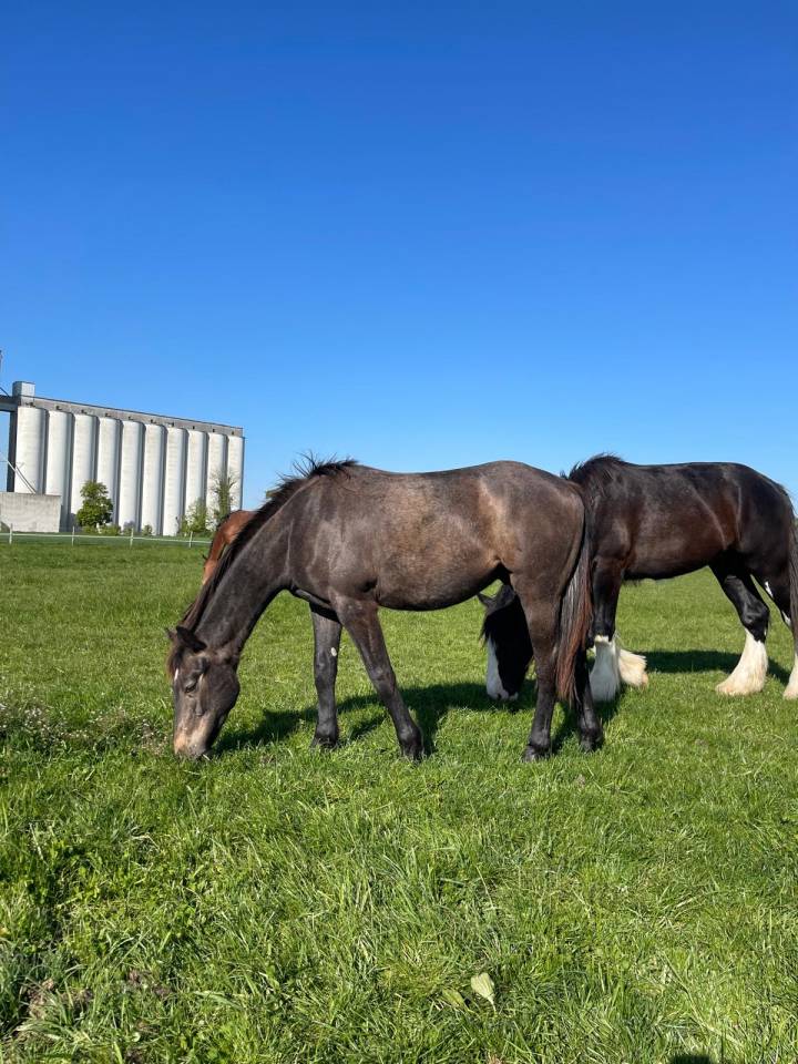 Hongre selle fran&ccedil;ais 2 ans