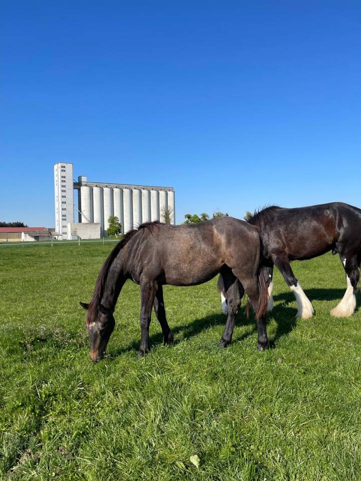 Hongre selle fran&ccedil;ais 2 ans
