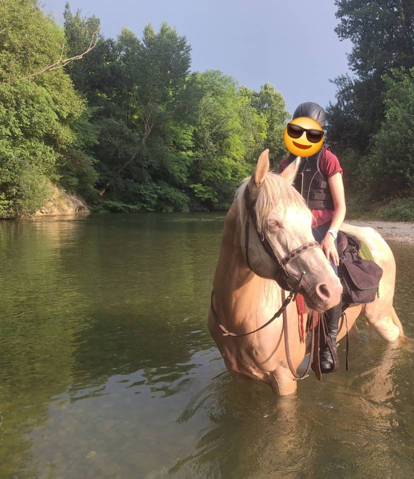 Hongre 10 ans - Quarter-horse