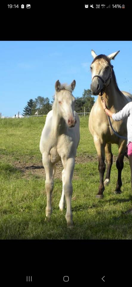 Hongre 10 ans - Quarter-horse