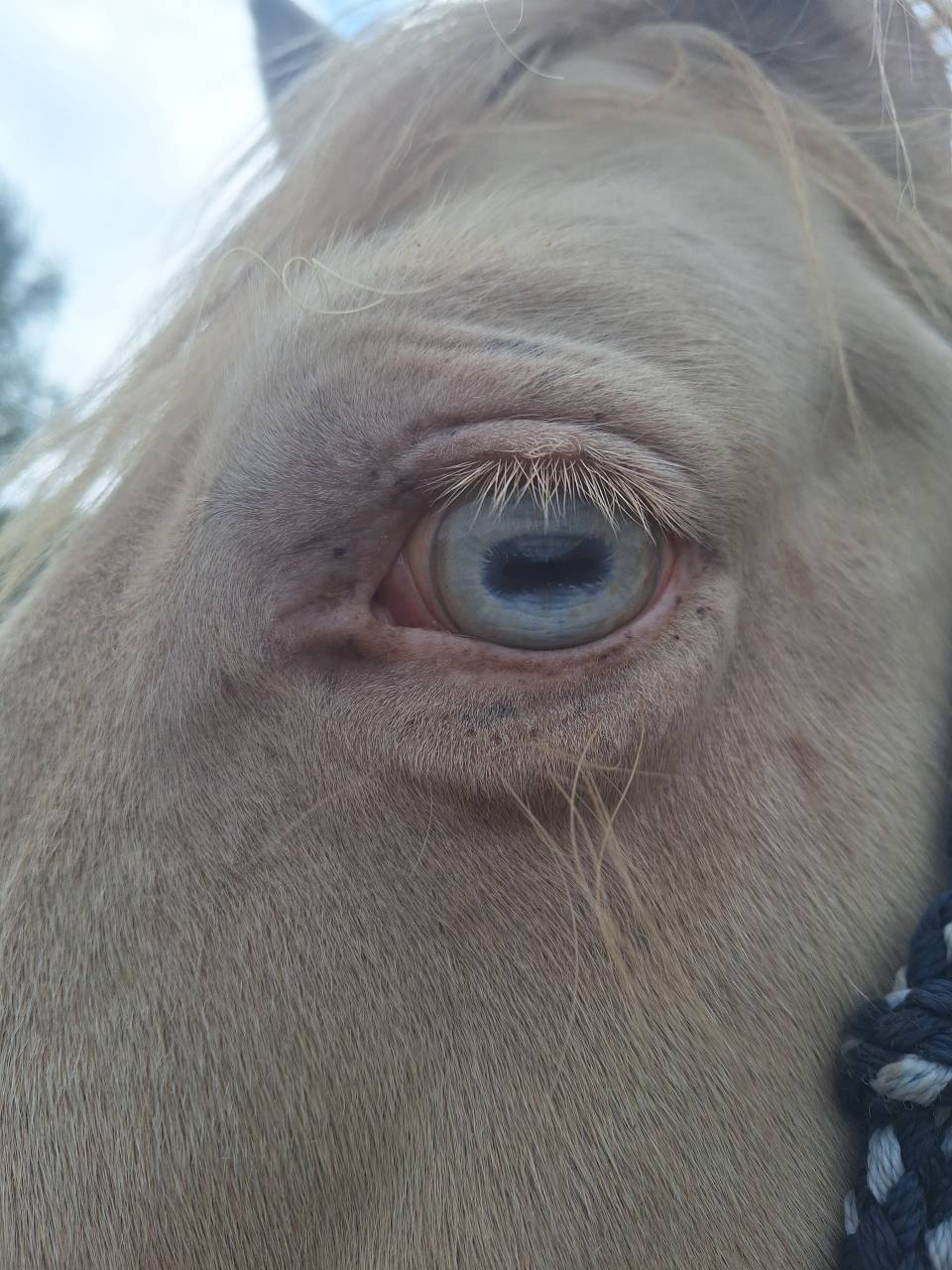 Hongre 10 ans - Quarter-horse