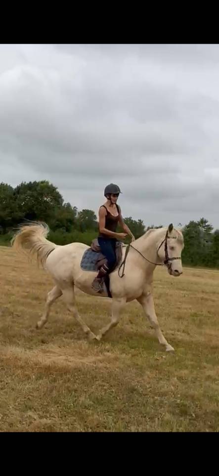 Hongre 10 ans - Quarter-horse