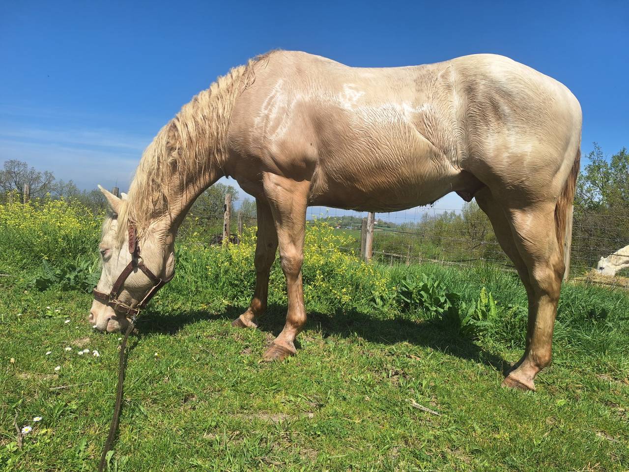 Hongre 10 ans - Quarter-horse