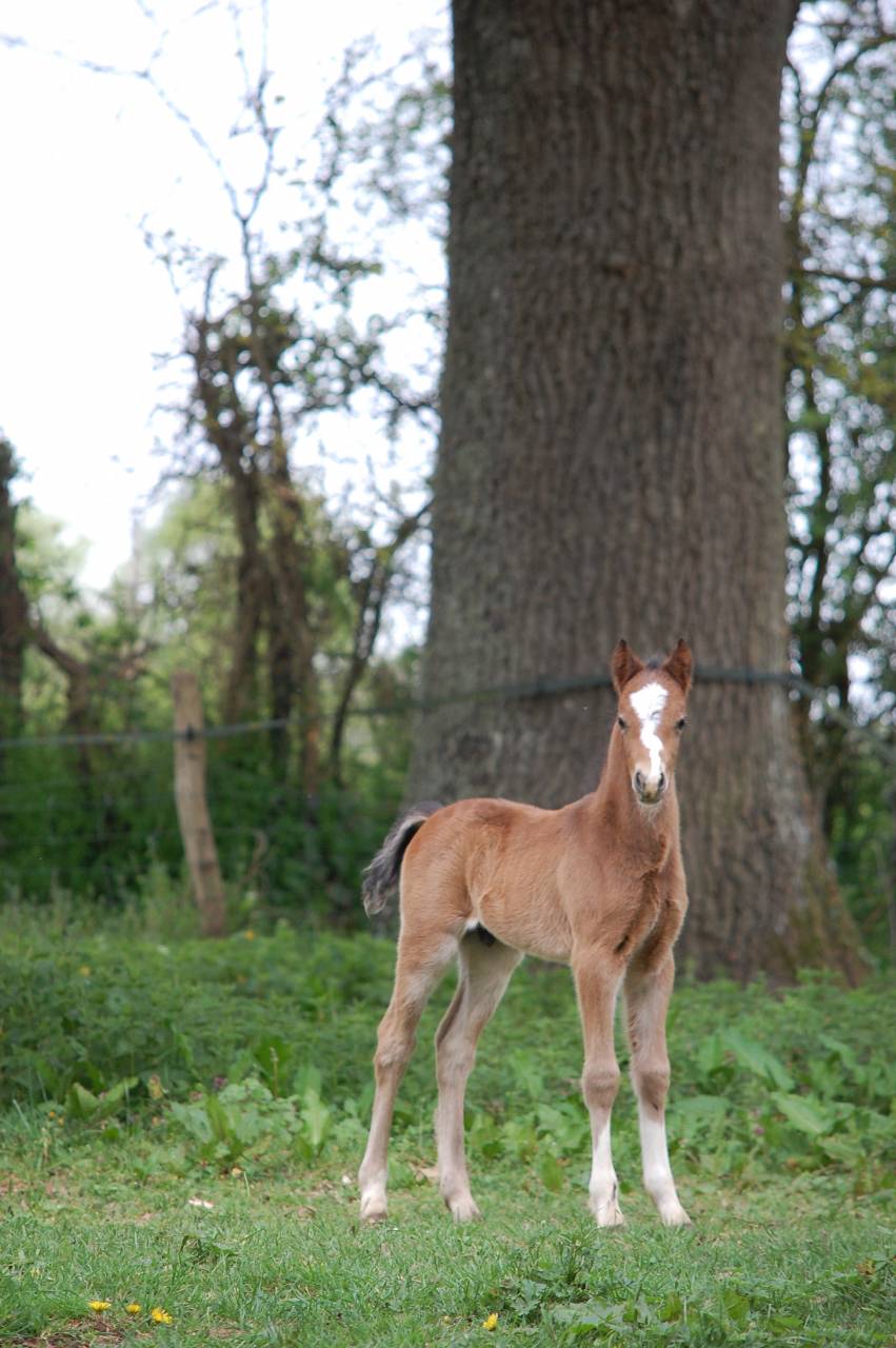 Welsh origines sport