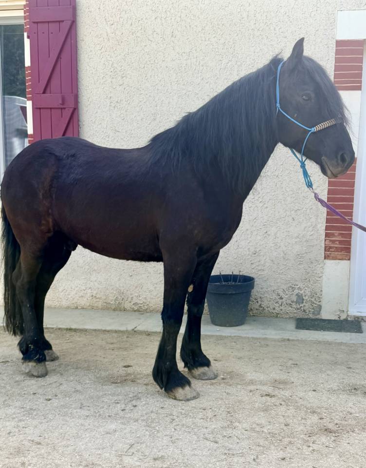 Poney &agrave; vendre 