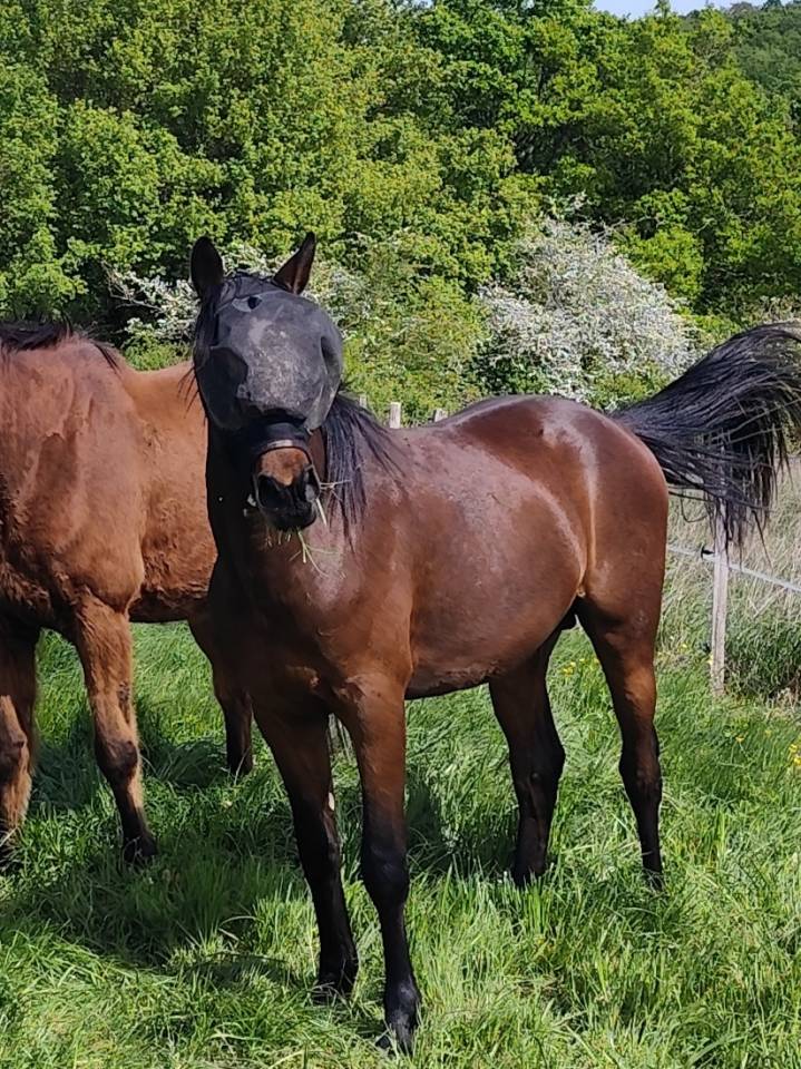 2 ans male par Candy de nantuel