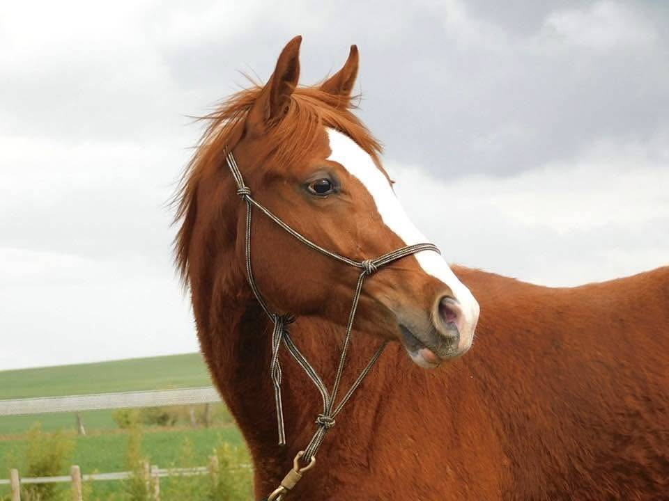 Hongre SF par Ermitage Kalone