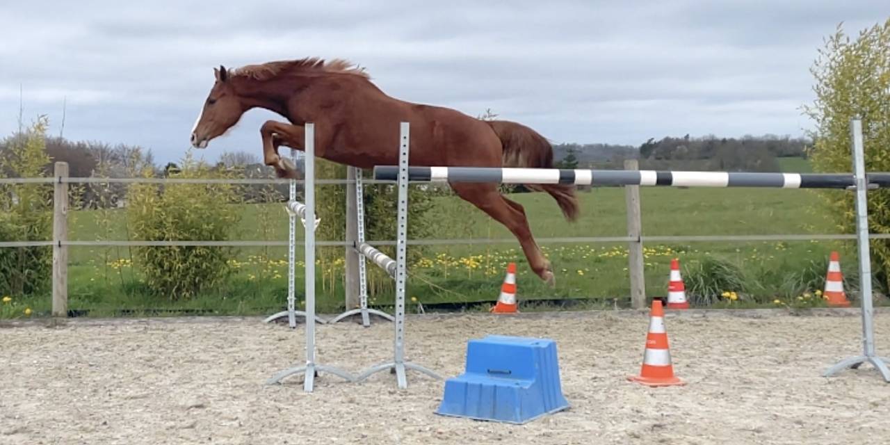 Hongre SF par Ermitage Kalone