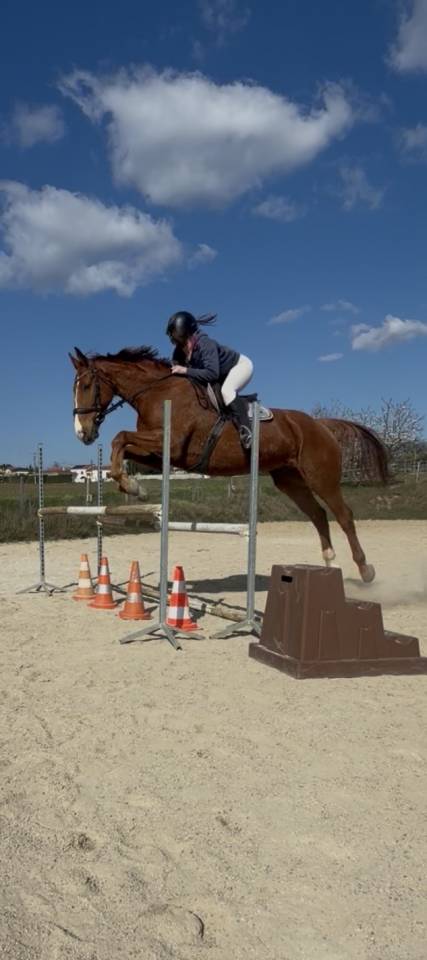 Hongre Selle Fran&ccedil;ais 