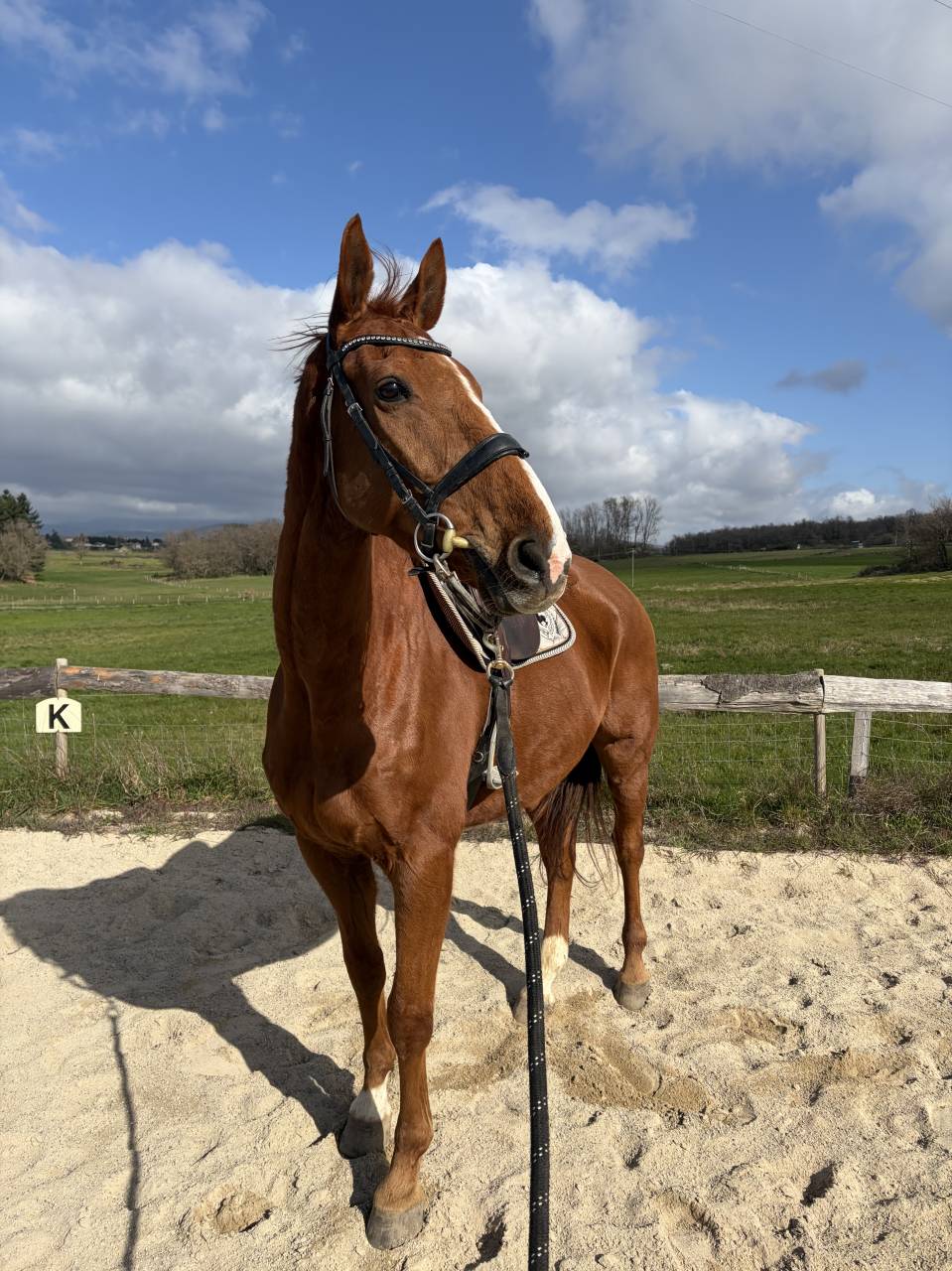Hongre Selle Fran&ccedil;ais 