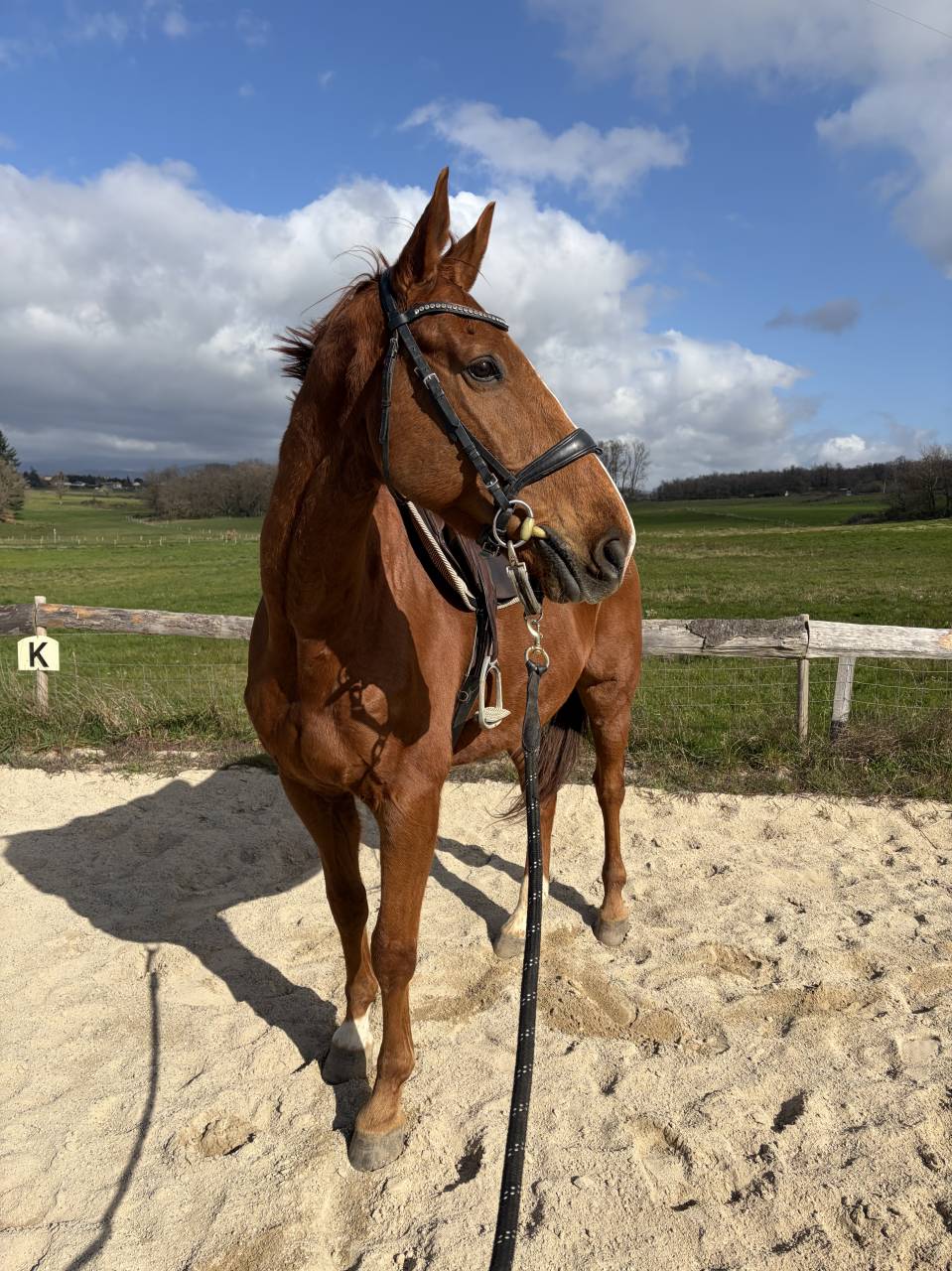 Hongre Selle Fran&ccedil;ais 