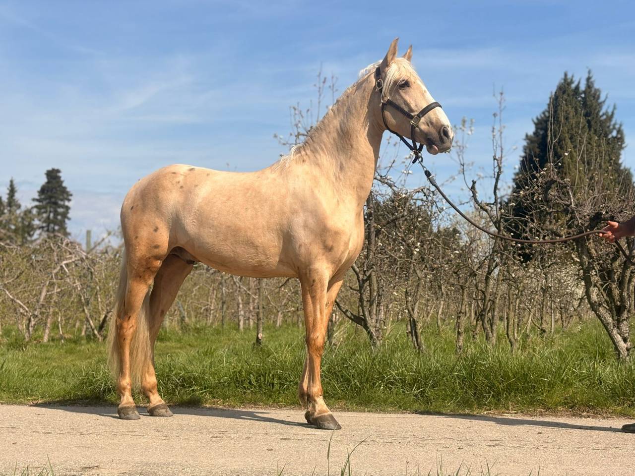 Exceptionnel PRE palomino