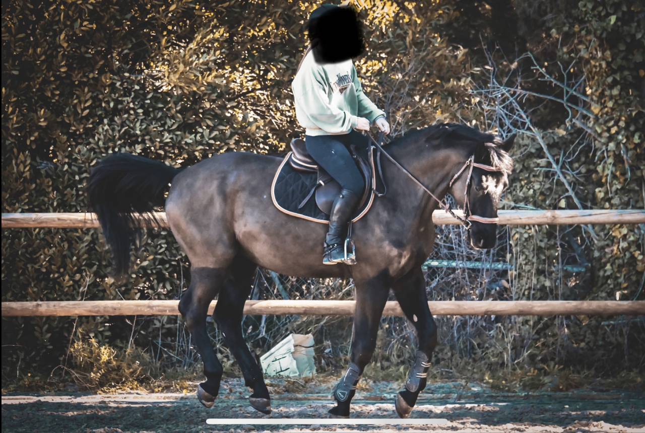 DP avec cheval polyvalent 