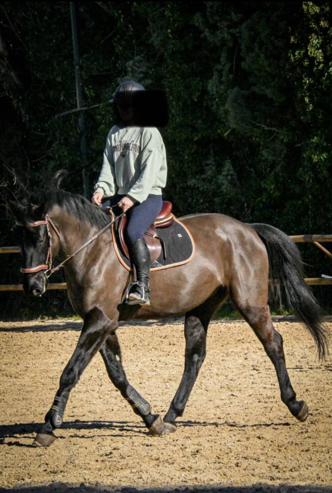 DP avec cheval polyvalent 