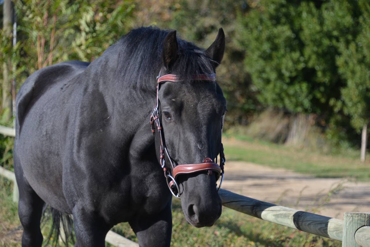DP avec cheval polyvalent 