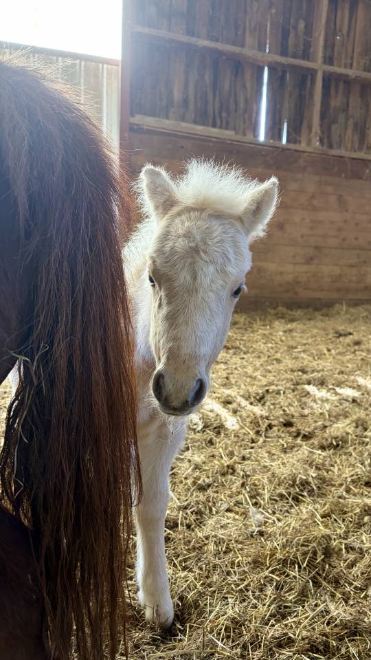 Pouliche palomino 2026 &ndash; proche de l&rsquo;homme, douce et fa
